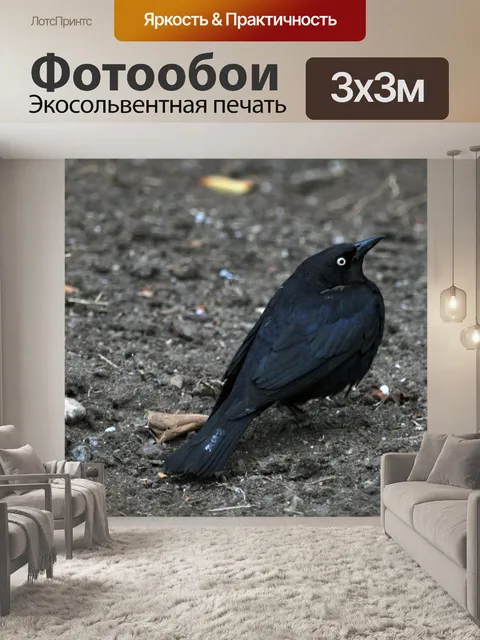 Фотообои Черный дрозд на земле