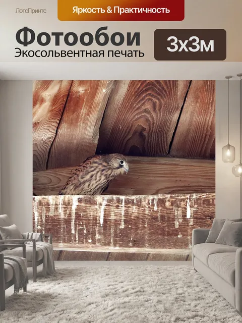 Фотообои Сокол