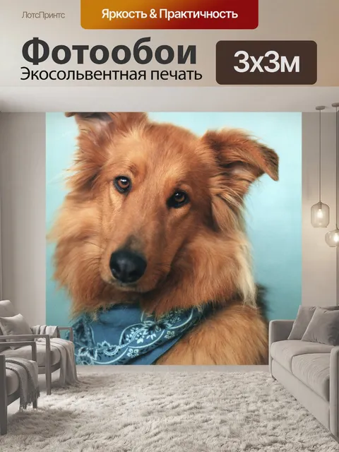 Фотообои Колли микс