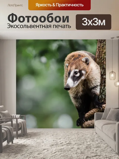 Фотообои Коати