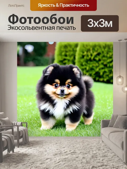 Фотообои Щенок померанского шпица