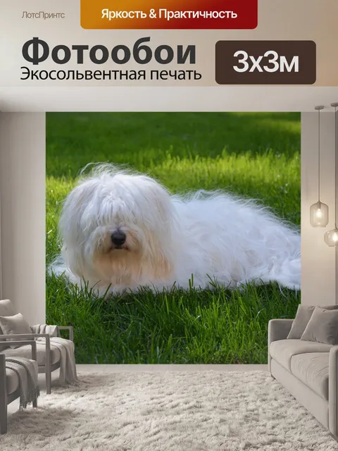 Фотообои Coton de Tulear белая женская собака