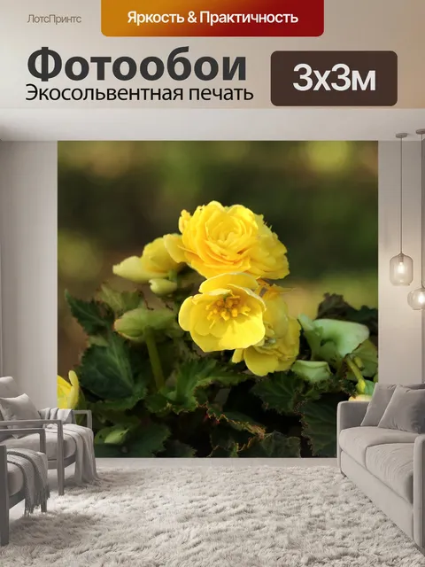 Фотообои Желтые цветы бегонии и боке