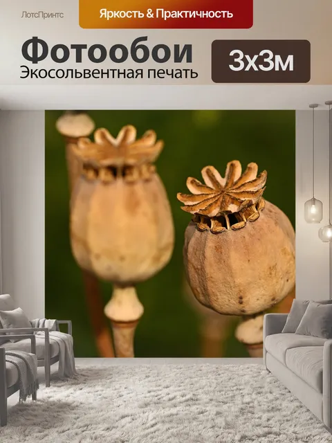 Фотообои Маковые капсулы