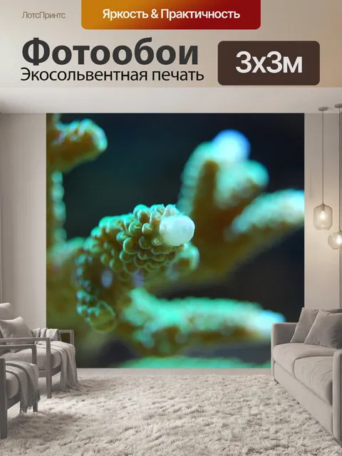Фотообои Коралл