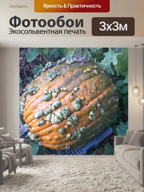 Фотообои тыква крупным планом