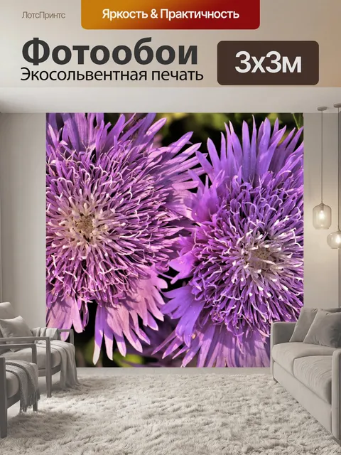 Фотообои Два фиолетовых цветка астры крупным план