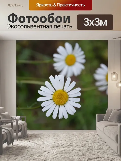 Фотообои Цветок, ромашка, красивая, лепестки