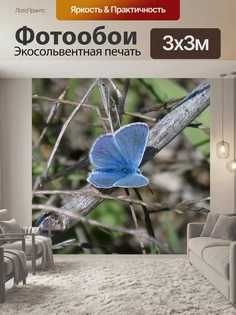 Фотообои Голубая бабочка