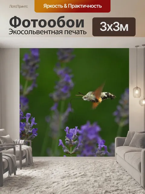 Фотообои Колибри ястреб моли