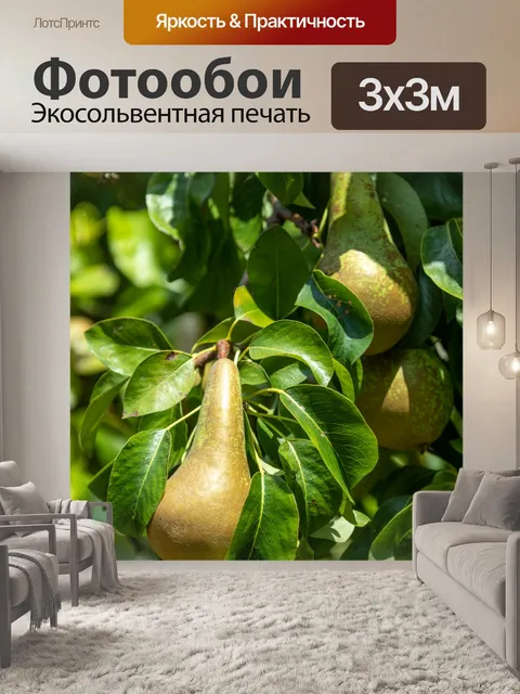 Фотообои Выращивание груш