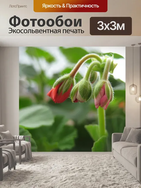 Фотообои Герань
