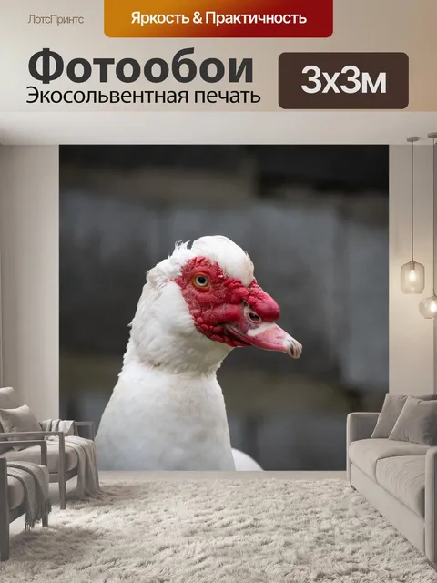 Фотообои Мускусная утка, птица