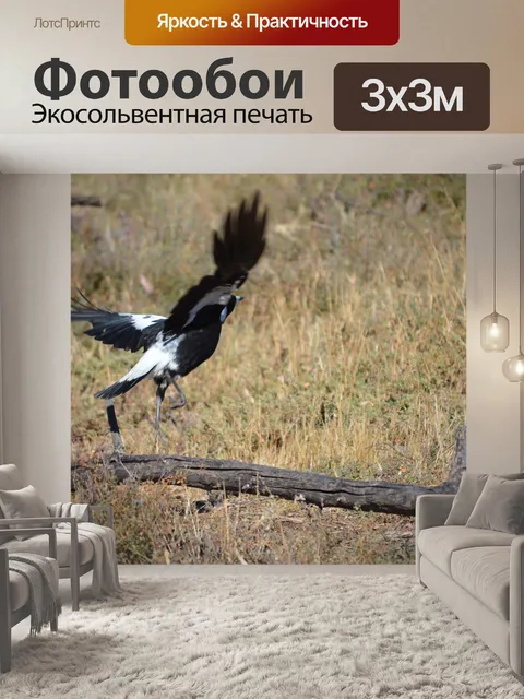 Фотообои Сорока в полете