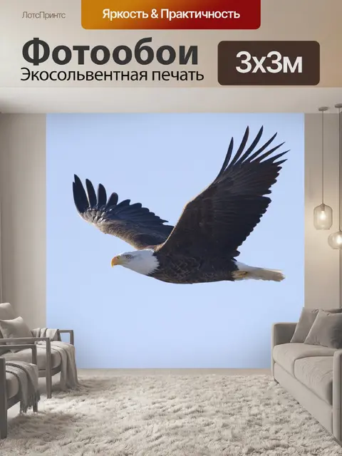 Фотообои Летящий орел