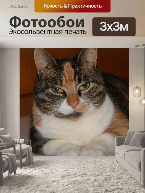 Фотообои Кошки