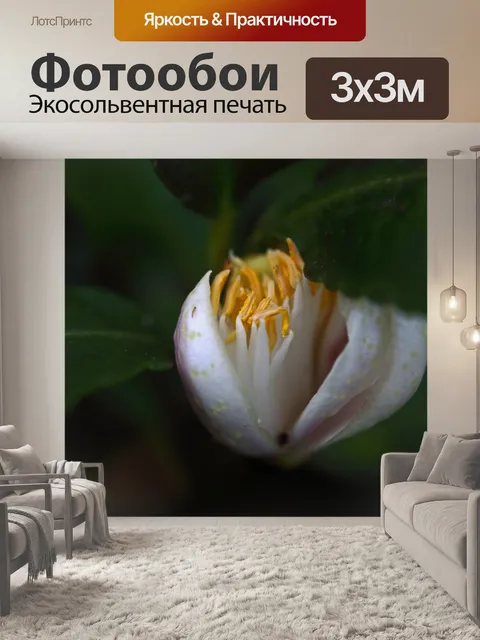 Фотообои желтая пыльца на раскрытой бутоне лимона