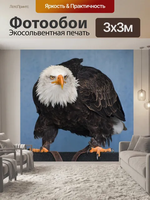 Фотообои Белоголовый орлан