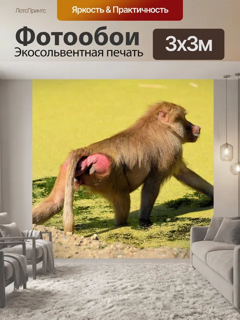 Фотообои Hamadryas бабуины