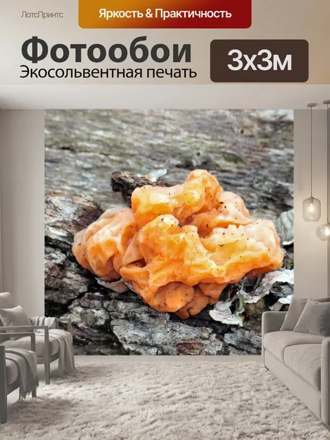 Фотообои Желтый мозговой грибок крупным планом