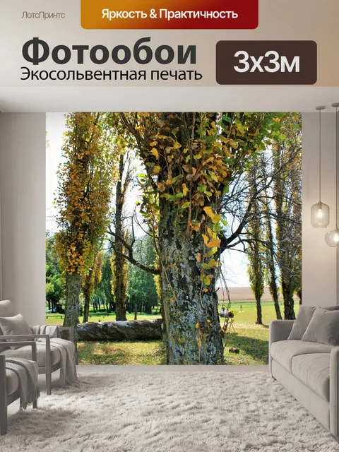 Фотообои ствол и листья тополей