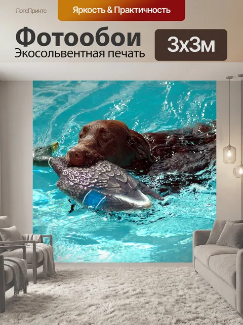 Фотообои Шоколад Лабрадор ретривер