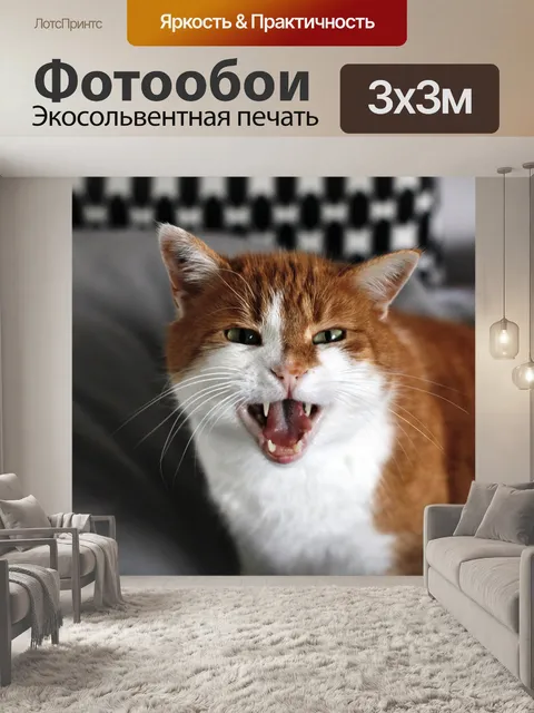 Фотообои Кот