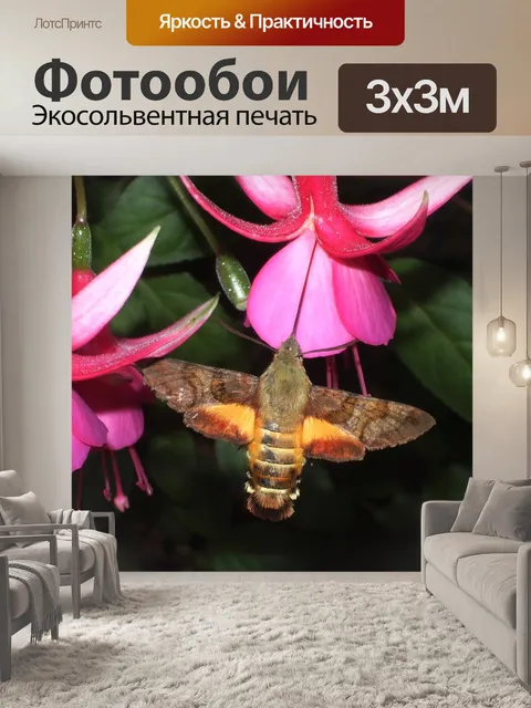Фотообои Колибри