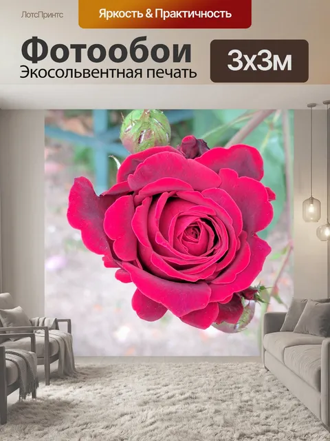 Фотообои Красная роза