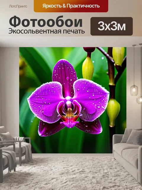 Фотообои орхидея, распускающаяся под дождем, капли воды на лепестках