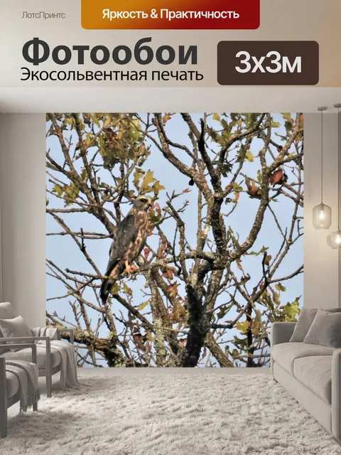 Фотообои Молодой воздушный змей Миссисипи