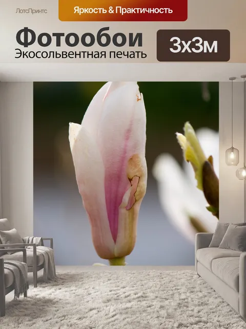 Фотообои Цветок магнолии