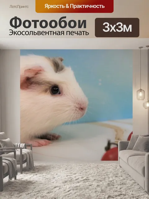 Фотообои Морская свинка