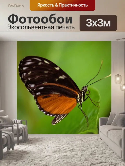 Фотообои Тропическая бабочка