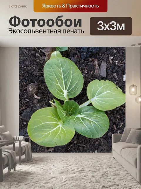 Фотообои Лист