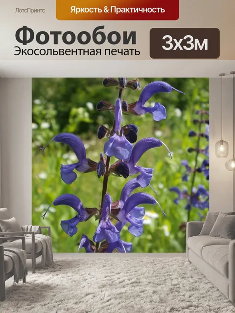 Фотообои Шалфей луговой