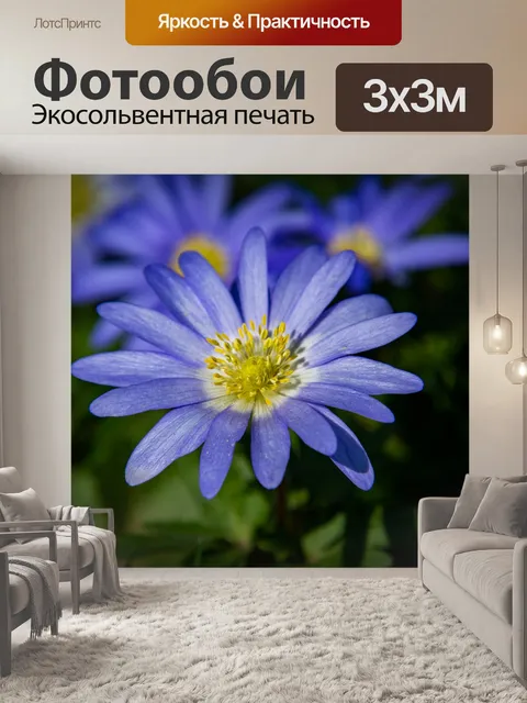 Фотообои Синий цветок, синий анемон