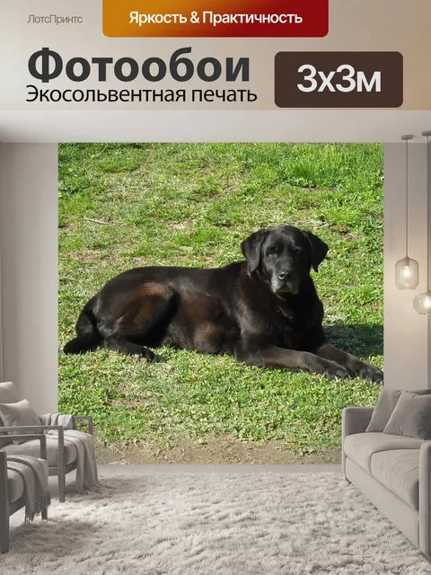 Фотообои Собака