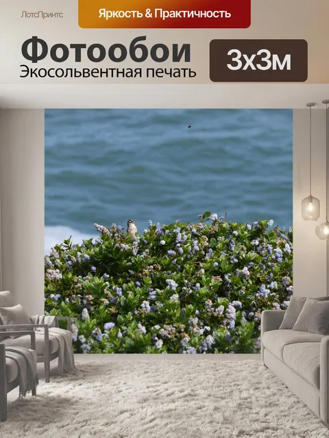 Фотообои Белый коронованный воробей на хедже
