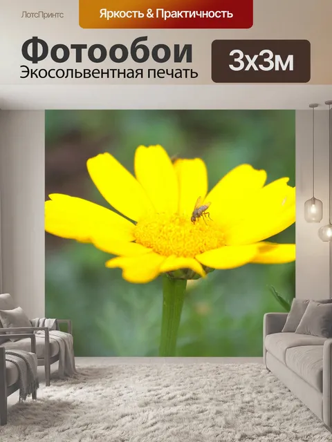Фотообои Желтая ромашка