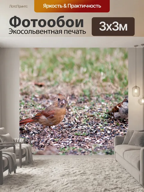 Фотообои Птицы в Birdfeeder