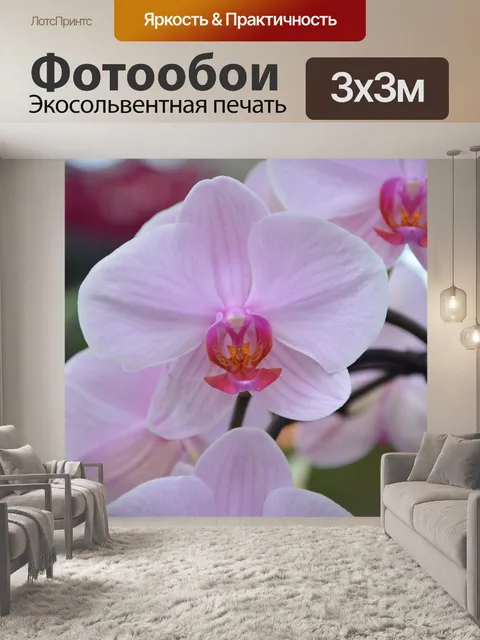 Фотообои Цветок орхидея
