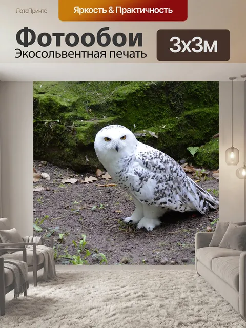 Фотообои Снежная сова