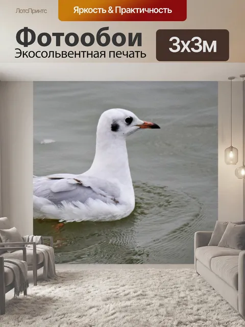 Фотообои Чайка