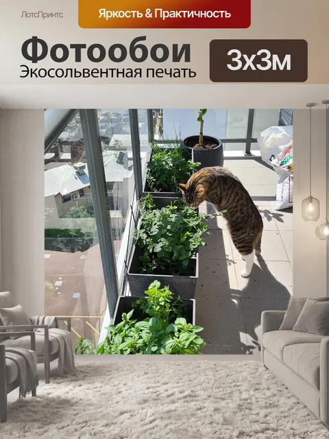 Фотообои Китти нюхает мяту