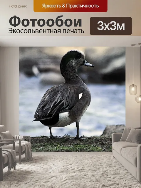 Фотообои Дикая утка Утка