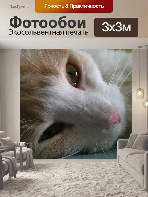 Фотообои Симпатичные кошки