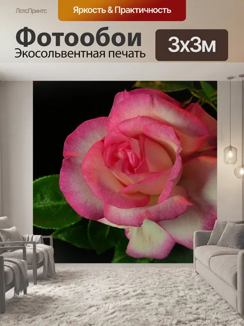 Фотообои Роза