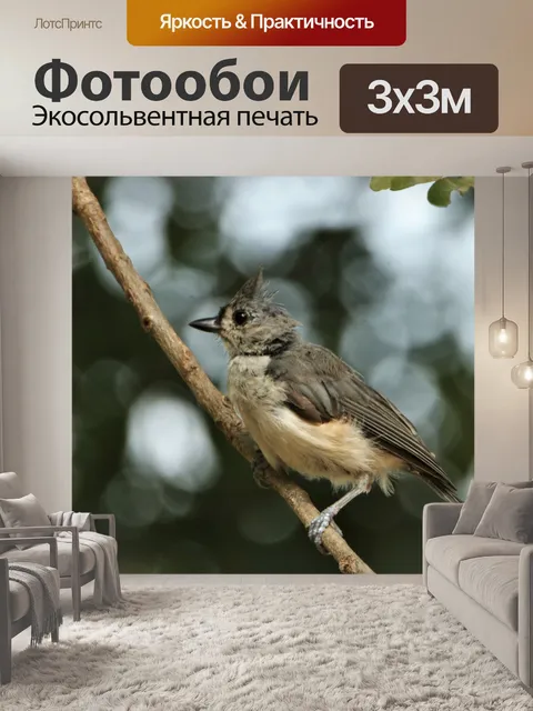 Фотообои Молодая хохлатая синица на ветке