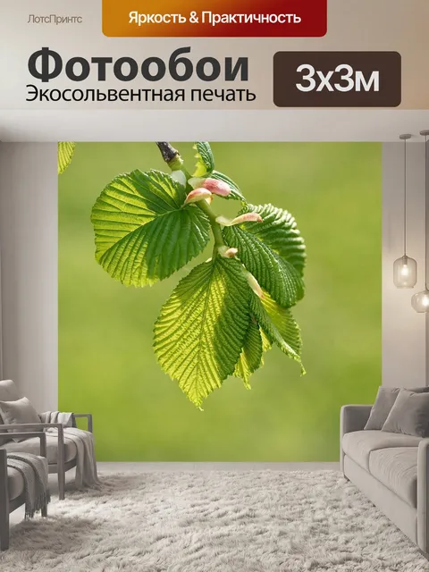 Фотообои Висячий вяз